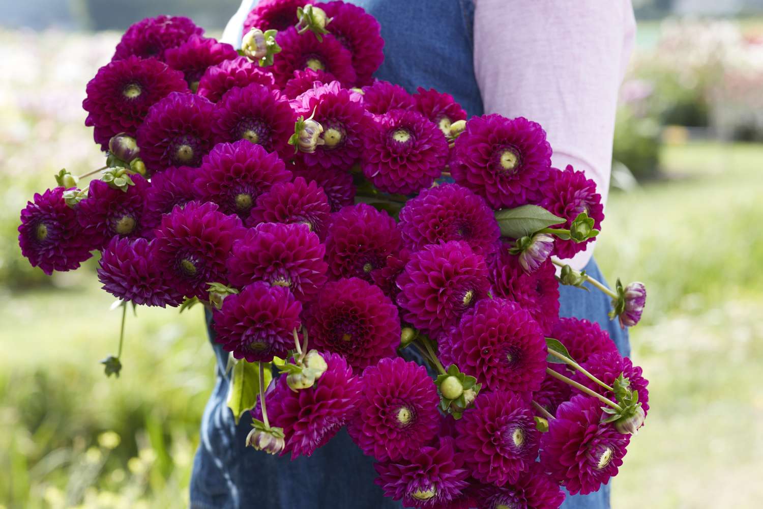 Daalia 'Cryfield Harmony'